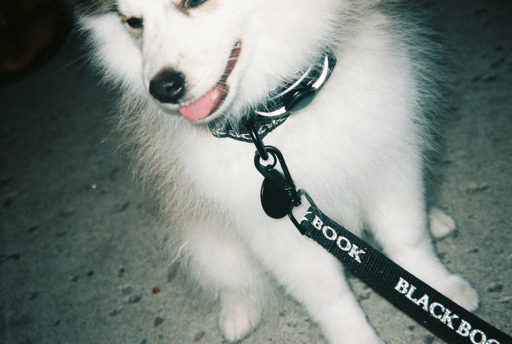 DOG LEASH