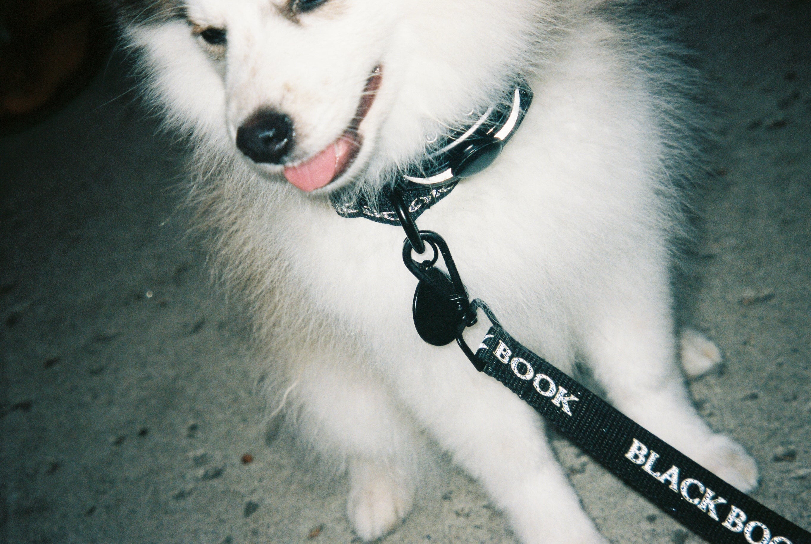 DOG LEASH